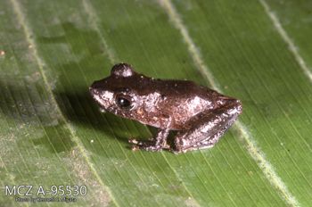 Media type: image;   Herpetology A-95530 Description: Photo of animal in life, taken in the field by Dr. Kenneth Ichiro Miyata. A slide of the photo was scanned in 2012 by Melissa Wooley.;  Aspect: lateral